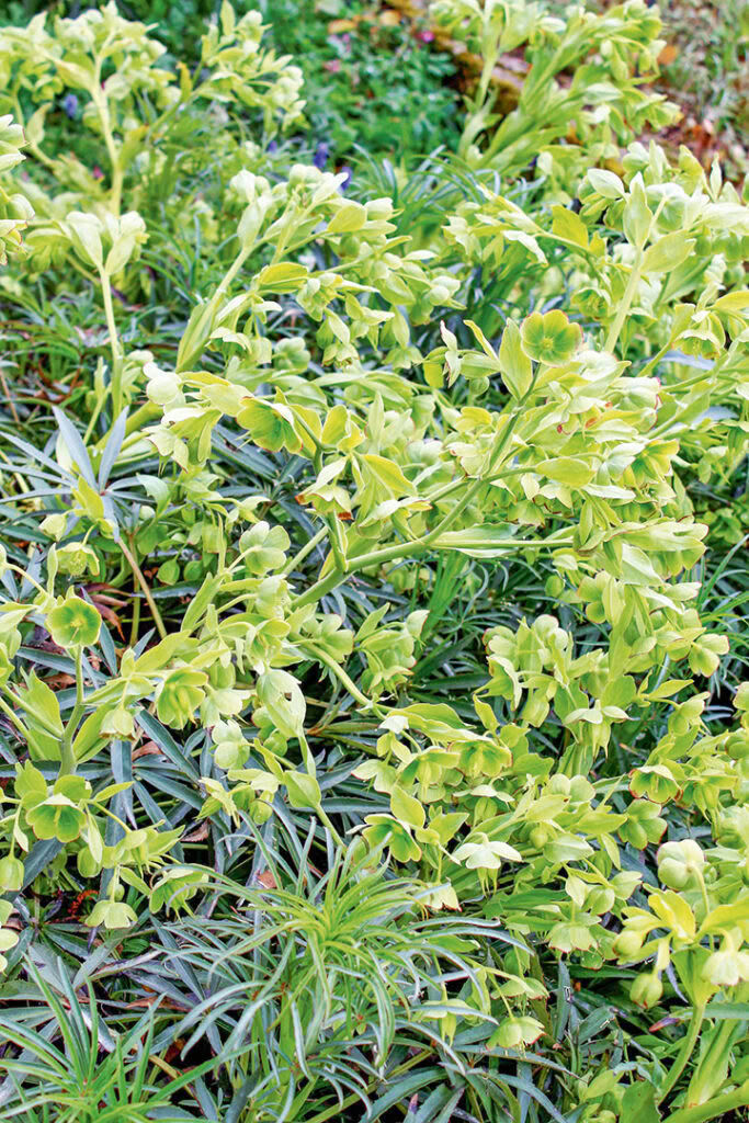 02 8 Helleborus Foetidus 72dpi