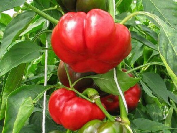 Paprika "Liebesapfel"