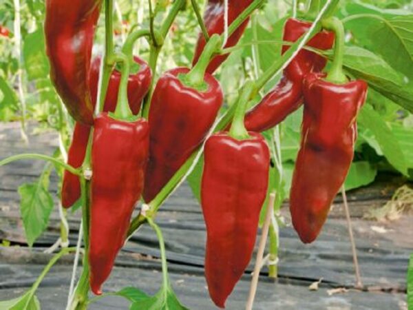 Spitzpaprika "Pantos"