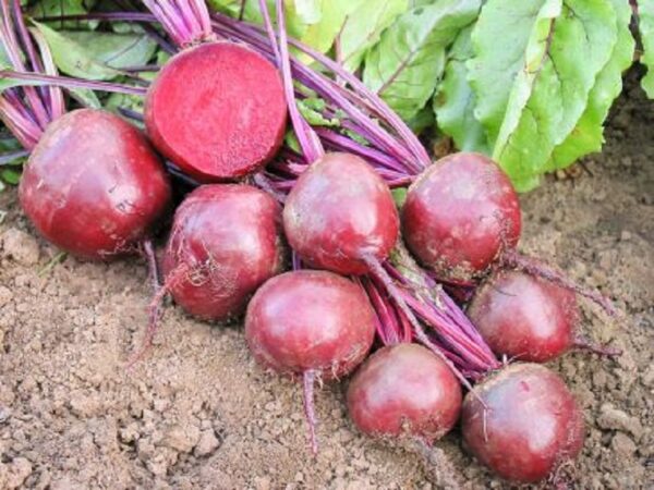 Rote Bete "Robuschka"