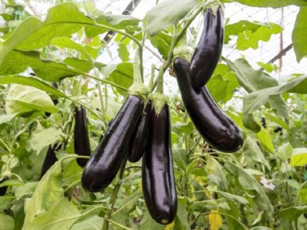 Aubergine "De Barbentane"