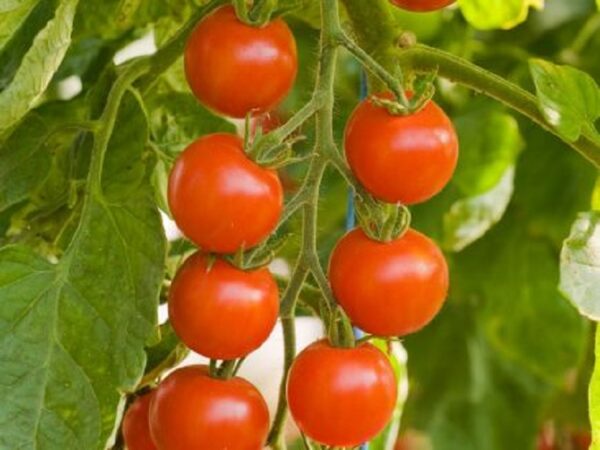 Kirschtomate "Zuckertraube"