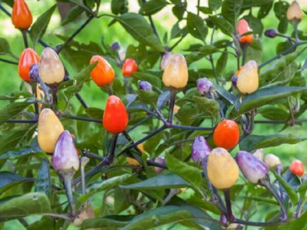 Chili "Lila Luzi"