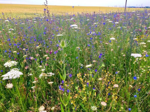 Schmetterlings- und Wildbienensaum