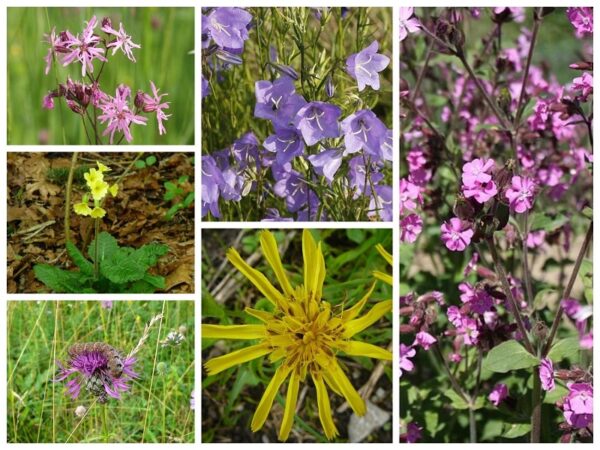 Halbschattige Wildblumenwiese