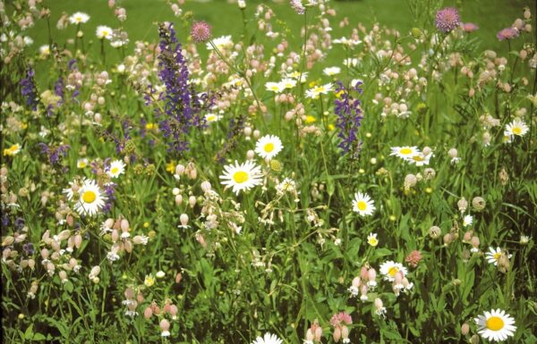 Mehrjährige Blumenwiese 01