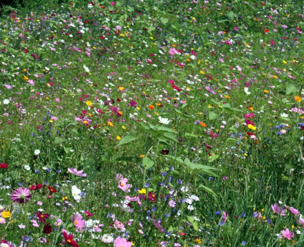 Felgers 'Bienensommer' 100g (für ca. 15 m²)