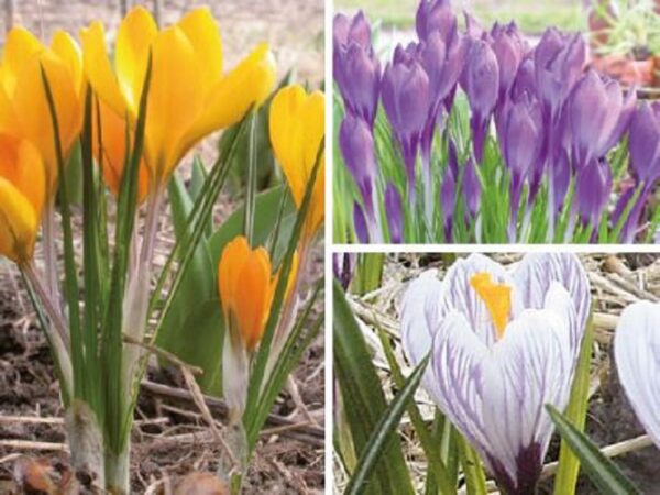 Bio-Blumenzwiebeln Krokus Kollektion