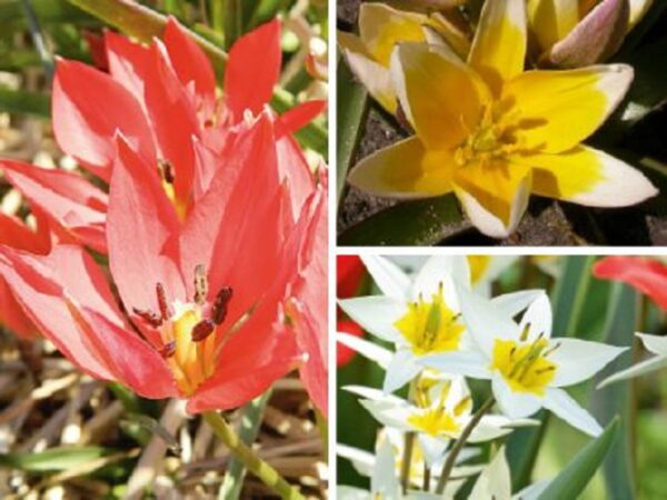 Bio-Blumenzwiebeln Wildtulpen Kollektion