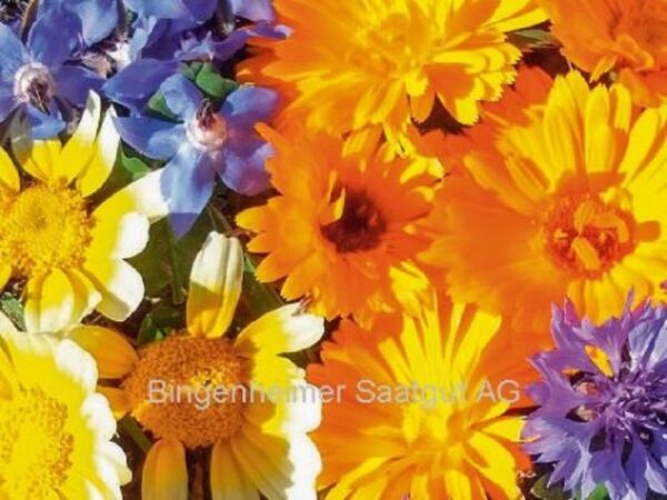 Samen Blütenmischung "Essbare Blüten"