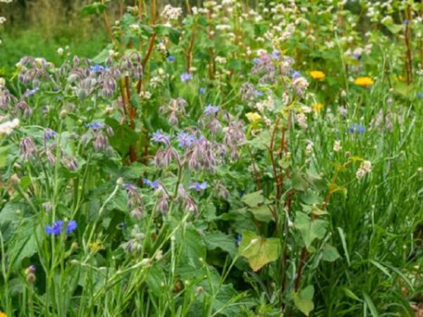 Samen Blumenmischung "Nützlingsparadies"