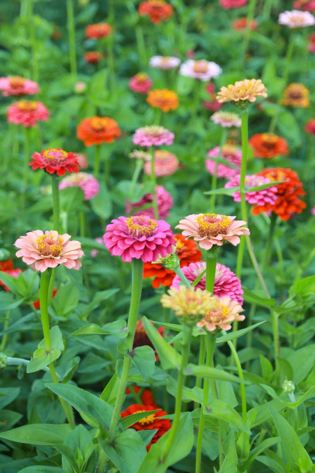 Zinnien reiche Blütenpracht aus dem Bauerngarten Der parktische