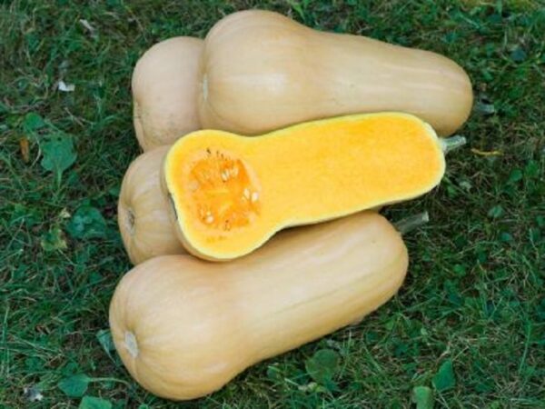 Butterut-Kürbis "Waltham"