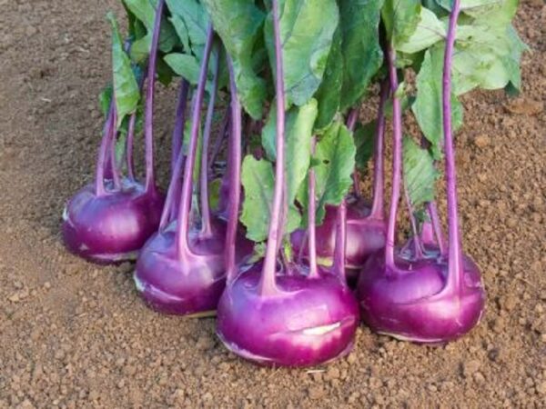 Kohlrabi "Azur Star"