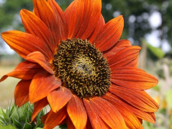 Sonnenblume "Velvet Queen"
