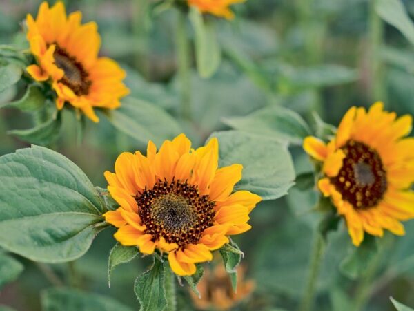 Sonnenblume "Hella"