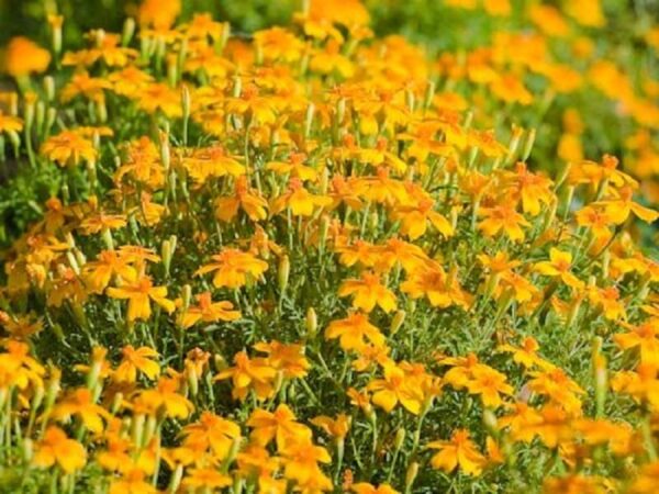 Polsterstudentenblume