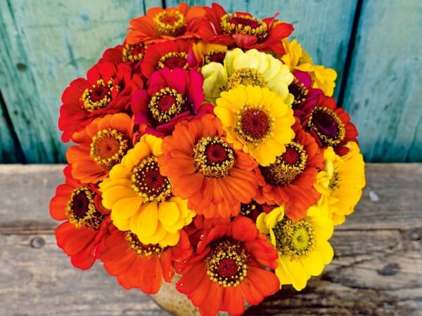 Zinnie "Sommer in Orange"