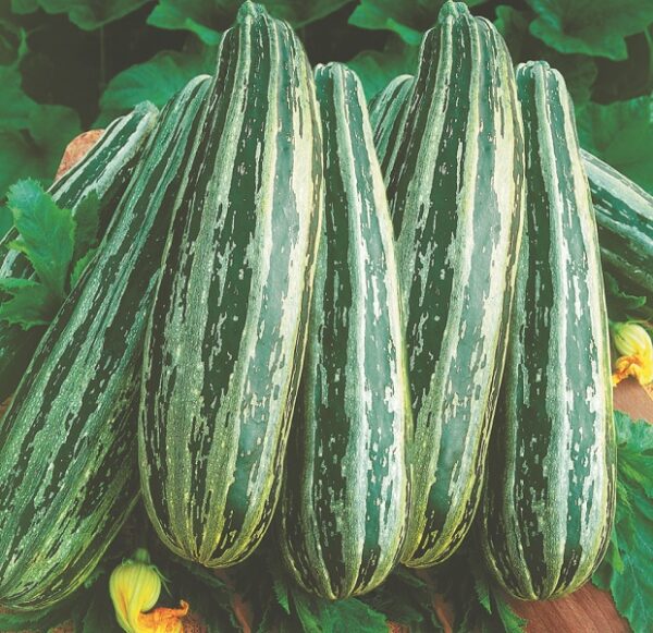 Zucchini "Coucourzelle"