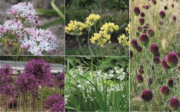 "Allium-Vielfalt" - Blumenzwiebel-Set