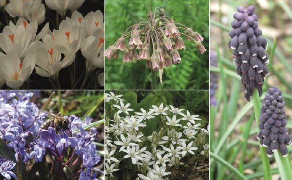 Insektenfreundliches Blumenzwiebel-Set