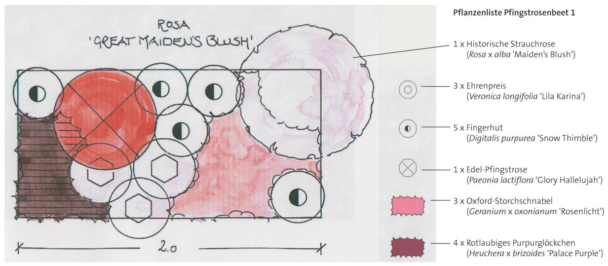 Pfingsrosenbeet 1 Great Maidens Blusch