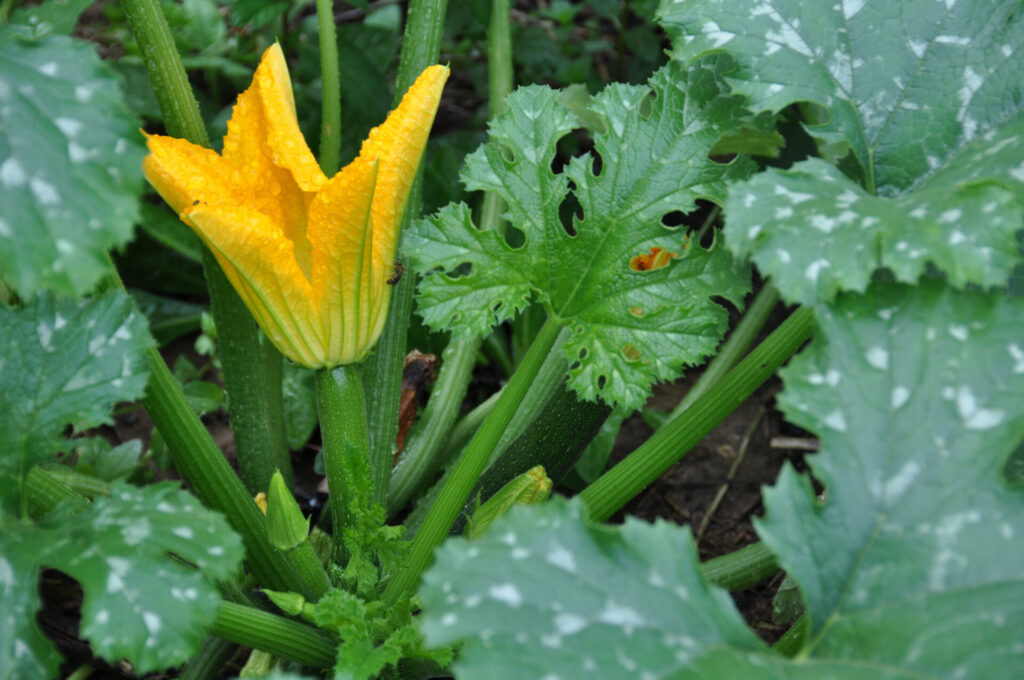 Zucchinipflanze mit Blüte