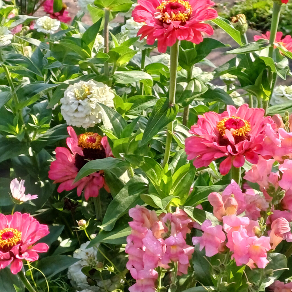 Blüten von rosa Zinnien und hellrose Löwenmäulchen