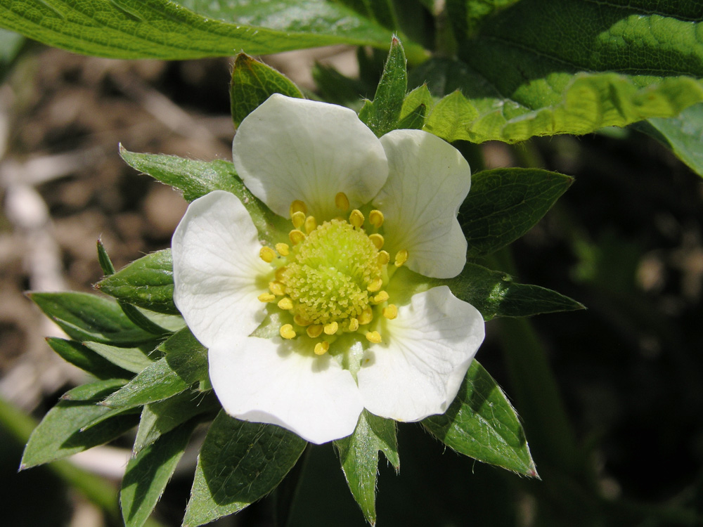 Blüte einer Erdbeere