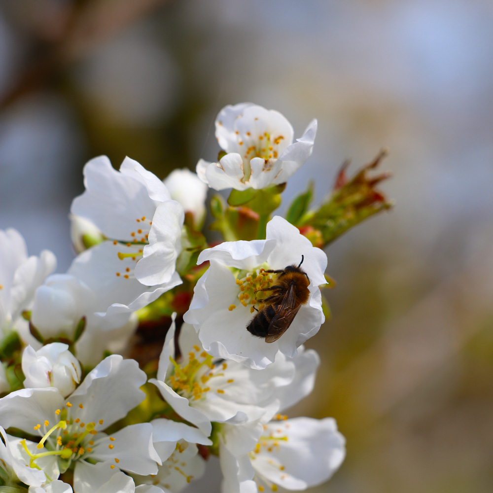 Eine Biene in einer Obstblüte